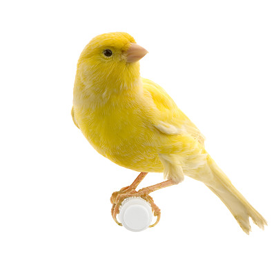 canary