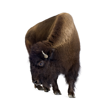 bison