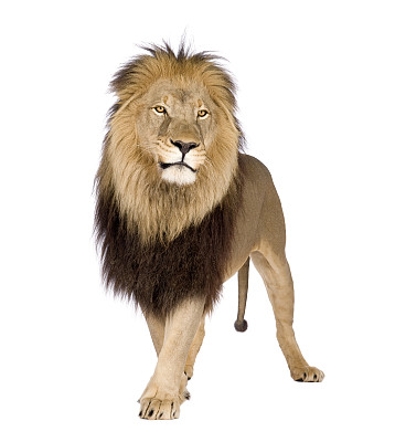 lion