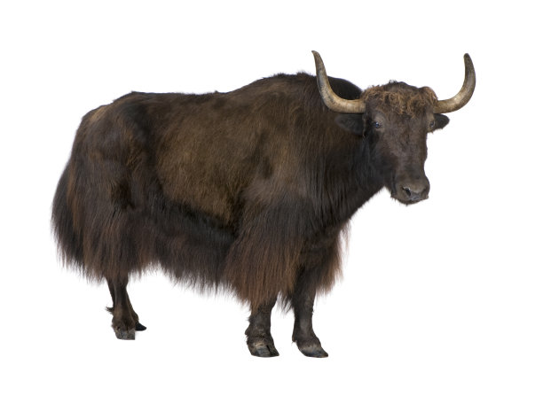 ox