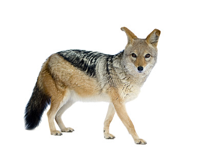 jackal