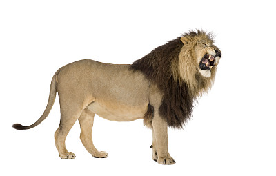 lion