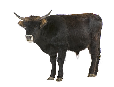 ox