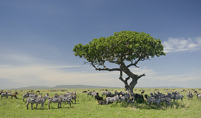serengeti