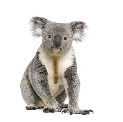 koala