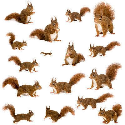sciurus