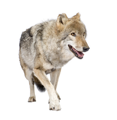 wolf