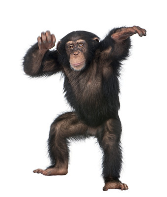 monkey