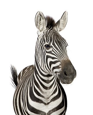 zebra