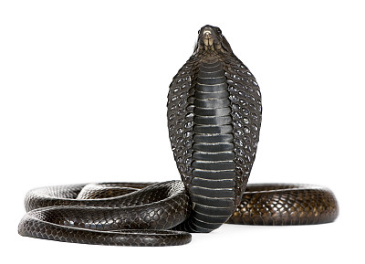 cobra