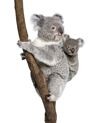 koala