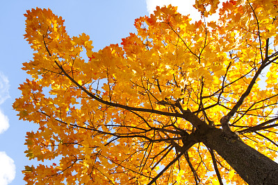maple