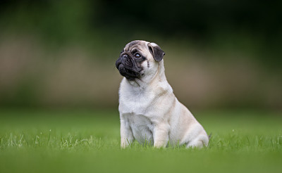 pug
