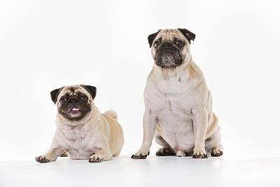pug