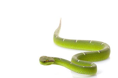 snake