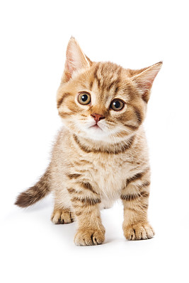 小猫
