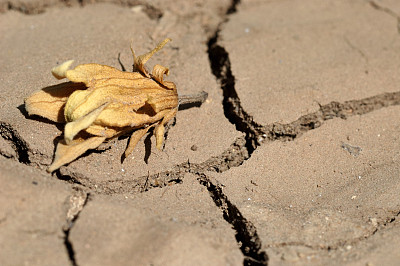 drought