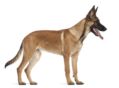 doggy