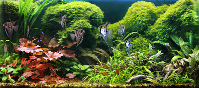 aquarium
