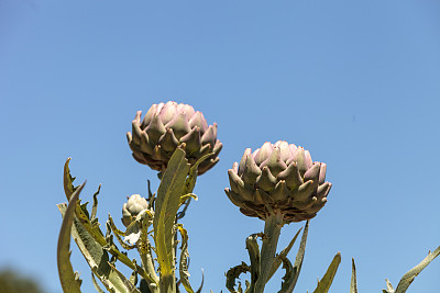 artichoke