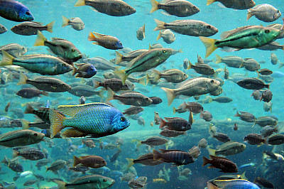tilapia