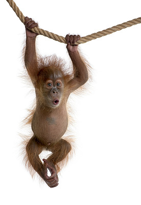 pongo