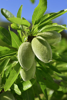 almond