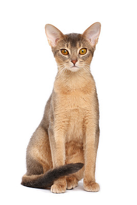 abyssinian猫