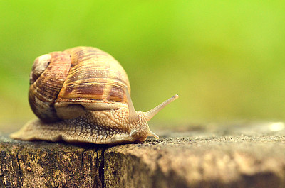 snail