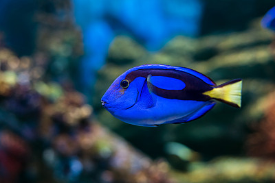 蓝刺尾鱼