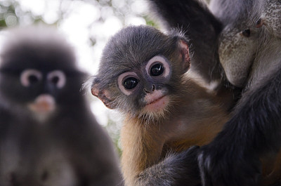 monkey
