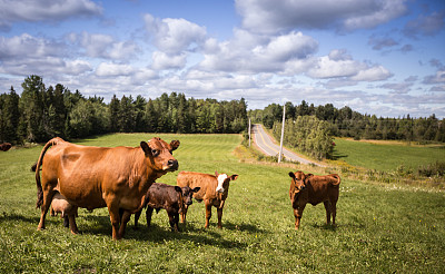 cow