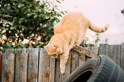 爬着的猫