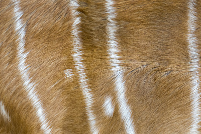 antelope