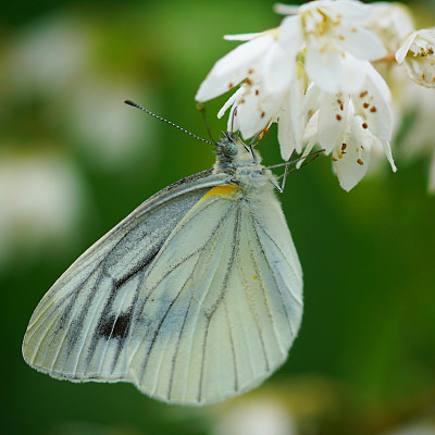pieris