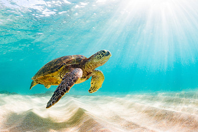 turtle