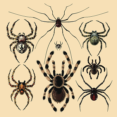 spider