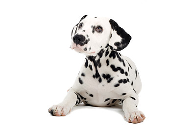 dalmatian