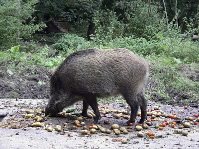 野猪觅食