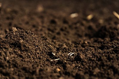 有机土壤