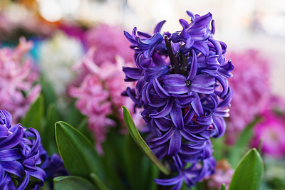 hyacinth
