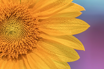 stamens