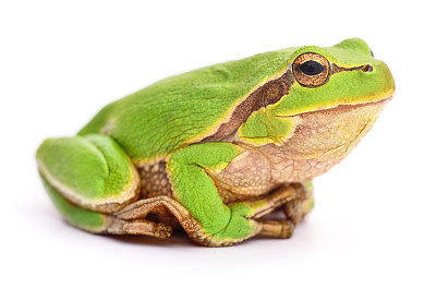 frog