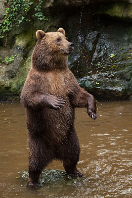 ursus