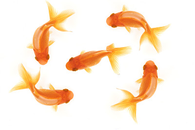 carassius