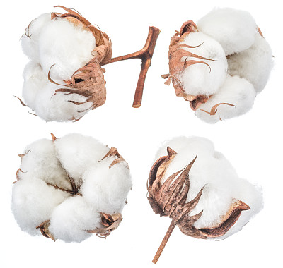 cotton
