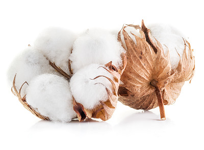 cotton