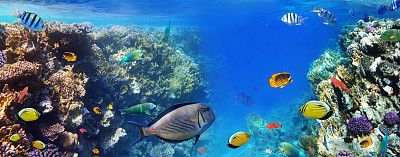 海底世界热带鱼