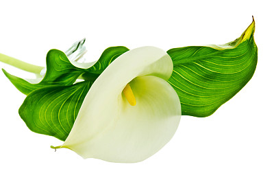 zantedeschia
