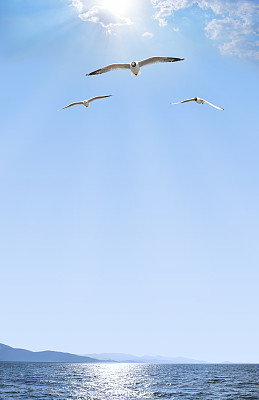 洱海红嘴鸥